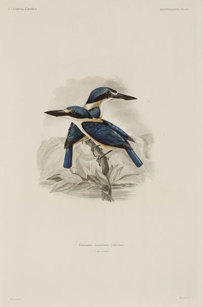 Martines pescadores, Samoa de John Pardon