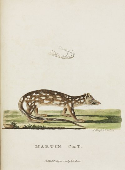 Gato Martin, Australia, c. 1788 de John Pardon