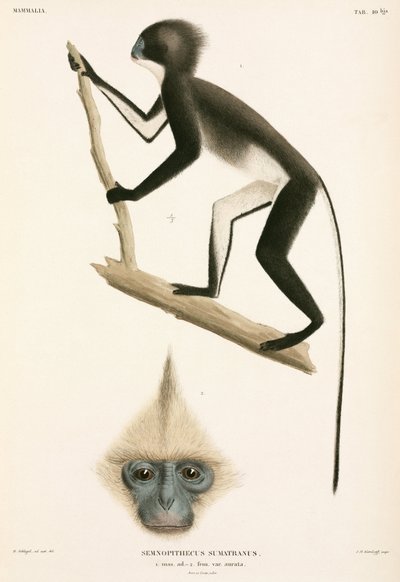 Monos, Sumatra, Indonesia de John Pardon