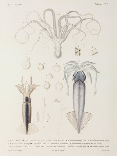 Pulpo y calamar de John Pardon