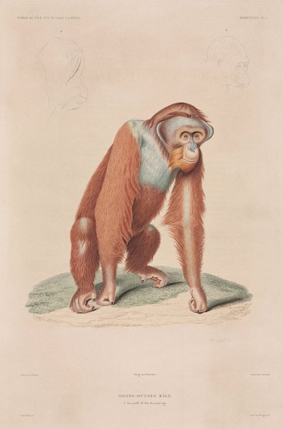 Orangután, Indonesia de John Pardon