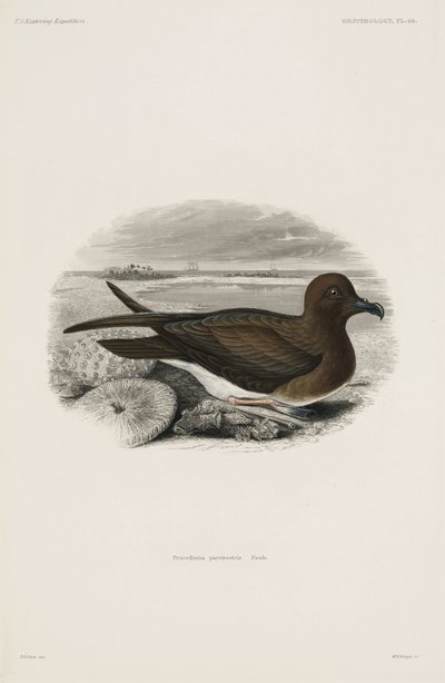 Petrel de John Pardon