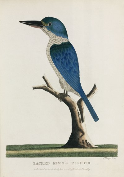 Martín Pescador Sagrado, Australia, c. 1788 de John Pardon