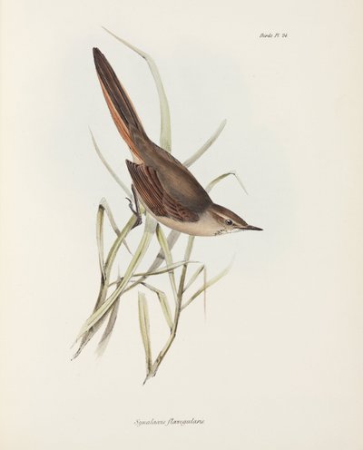 Colaespina, América del Sur, c. 1832-1836 de John Pardon