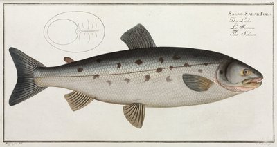 El Salmón de John Pardon