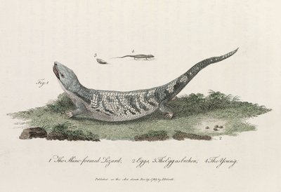 El lagarto de piel formada de John Pardon