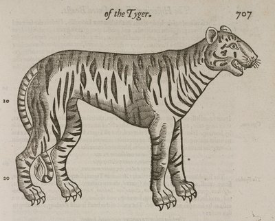 El Tigre de John Pardon