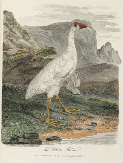 La Fulica Blanca de John Pardon