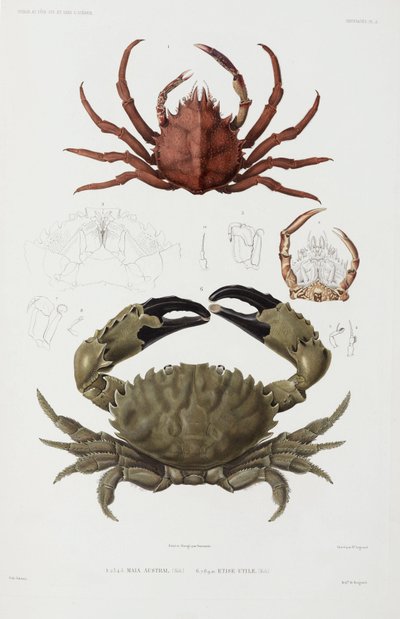 Dos cangrejos de John Pardon