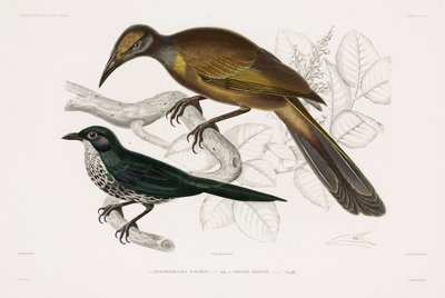 Dos tipos de aves de John Pardon