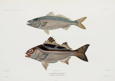 Dos tipos de peces de John Pardon