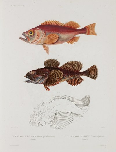 Dos tipos de peces, Islandia, principios del siglo XIX de John Pardon