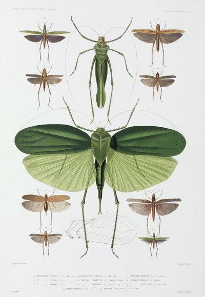 Tipos de insectos, Tenerife e Indonesia de John Pardon