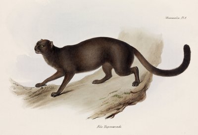 Comadreja o gato nutria, América del Sur, c. 1832-1836 de John Pardon