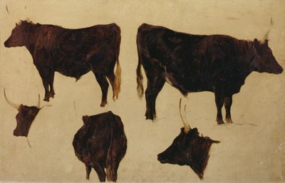 Estudios de ganado de cuernos largos de Richard Ansdell