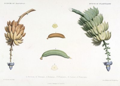 Montón de plátanos y plátanos, ilustración de 