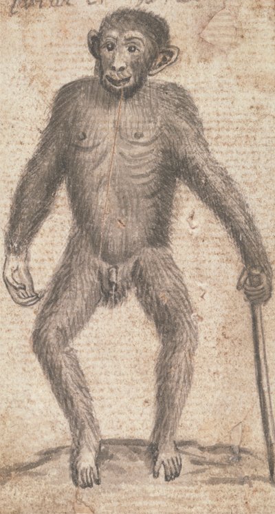 Monos (uno de tres en una montura) de Richard Brookes