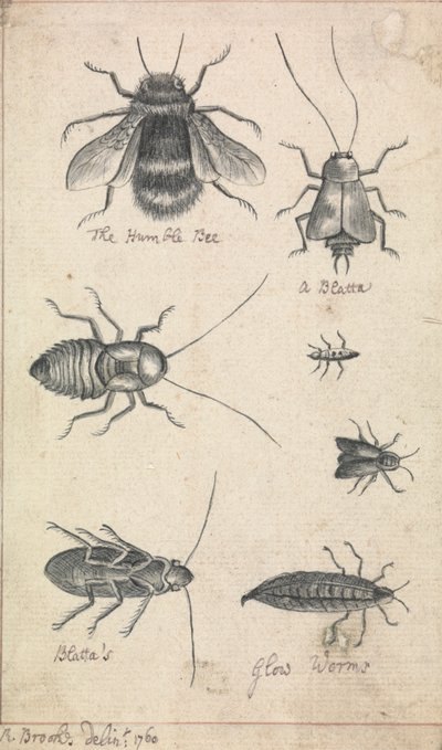 La humilde abeja y los insectos de Richard Brookes