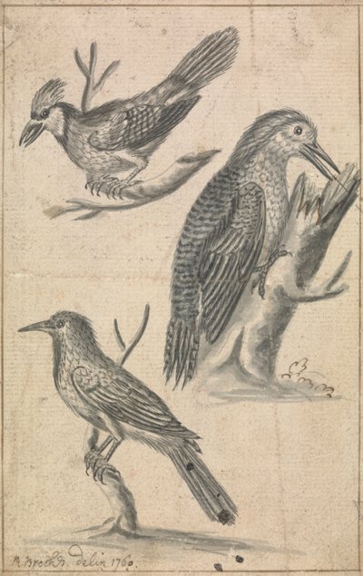 Pájaro carpintero y dos pájaros de Richard Brookes