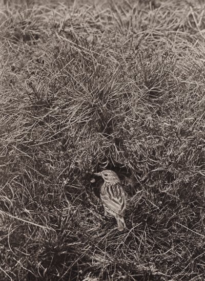 Bisbita de los prados (foto en blanco y negro) de Richard and Cherry Kearton