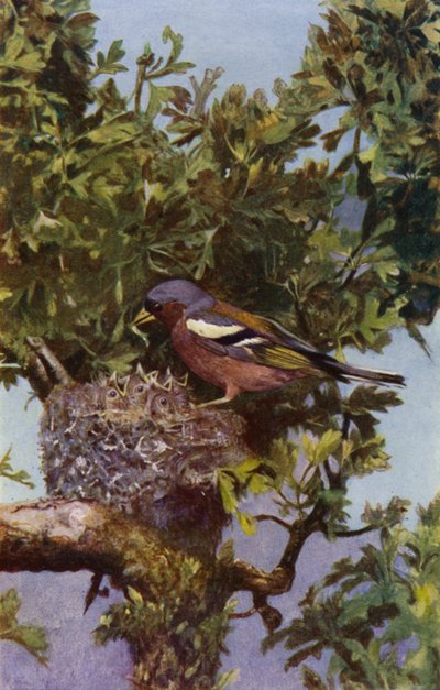 Pinzón en el nido (foto) de Richard and Cherry Kearton