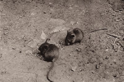 Ratones en la cena (foto en blanco y negro) de Richard and Cherry Kearton