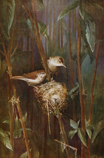 Carriceros (foto) de Richard and Cherry Kearton