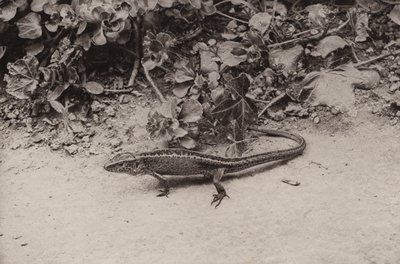 Lagartija de arena (foto en blanco y negro) de Richard and Cherry Kearton