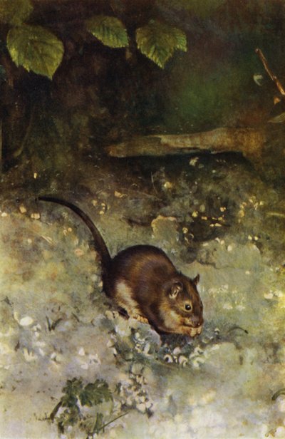 La rata parda (foto) de Richard and Cherry Kearton