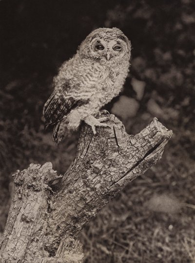 Joven lechuza parda (foto en blanco y negro) de Richard and Cherry Kearton