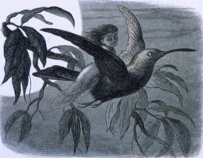 Un hada (o una ninfa) montando un colibrí. Ilustración de "" En la tierra de las hadas. Una serie de imágenes del mundo de los elfos"" de Richard Doyle de Richard Doyle