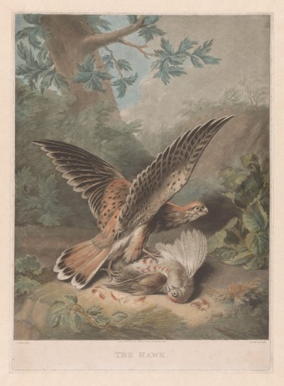 Hawk protege a su presa El halcón (título sobre el objeto) de Richard Earlom