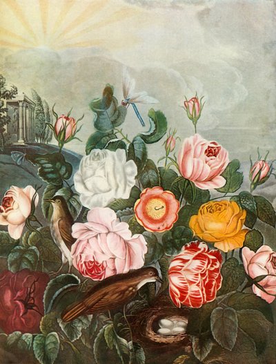Rosas de Richard Earlom