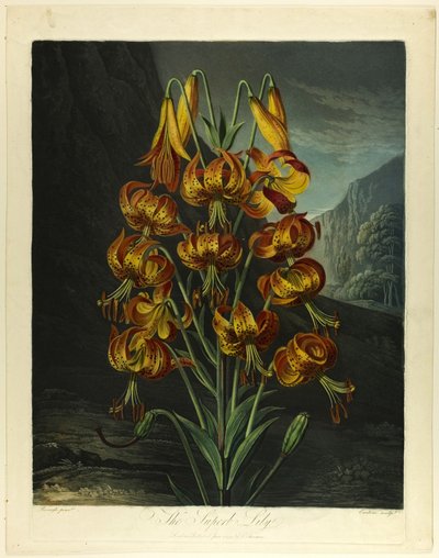 El soberbio lirio, del Templo de la Flora de Richard Earlom