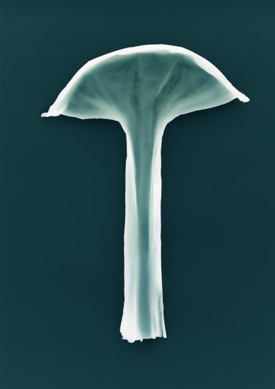 Sin título, 2003 de Richard Green