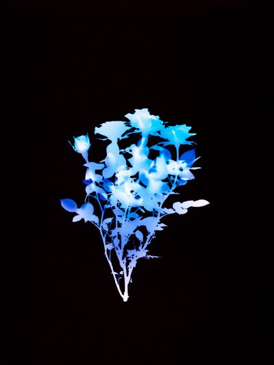 Sin título, 2008 de Richard Green