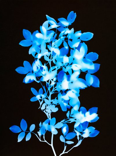Sin título, 2008 de Richard Green