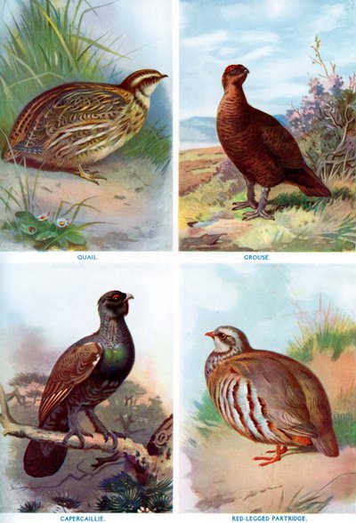 Aves de caza de la Historia Natural de Harmsworth, 1910-1912 de Richard Lydekker