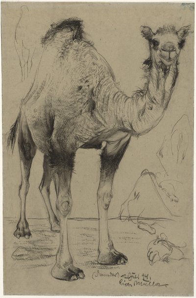 Dromedario de Richard Muller