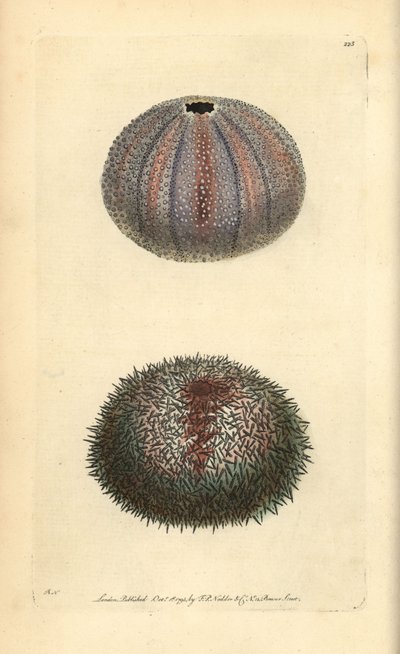 Erizo de mar comestible, Echinus esculentus, de George Shaw y Frederick Nodder