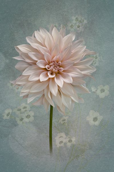 Dalia en flor color rosa de Richard Urbanski