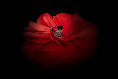 Elegante flor roja de Richard Urbanski