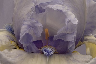 Iris lavanda suave de Richard Urbanski