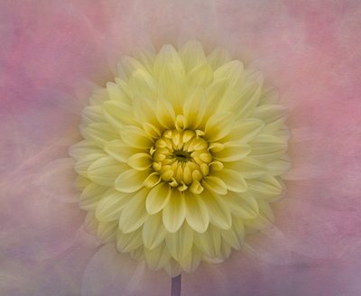 Flor de dalia de color amarillo suave de Richard Urbanski