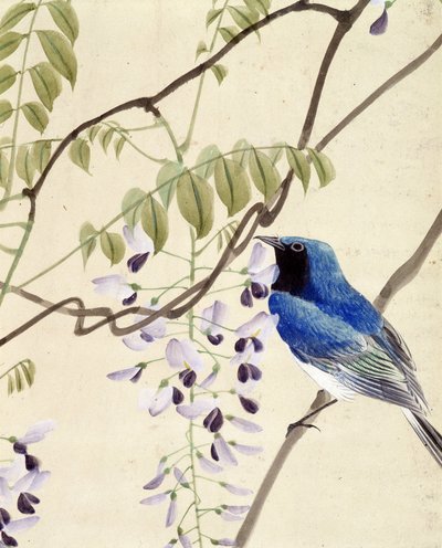 Pájaro - Dibujo japonés de Riou Chim, finales del siglo XIX de Riu Chim