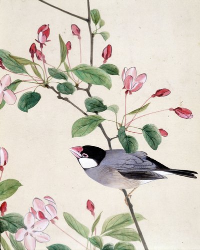 Pájaro - Dibujo japonés de Riou Chim, finales del siglo XIX de Riu Chim