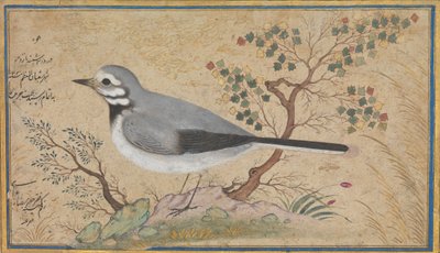Estudio de un pájaro de Riza