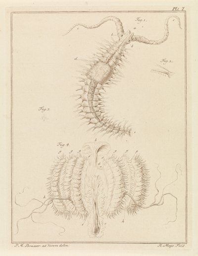 Gusano volante y medusa de costilla de Robbert Muys