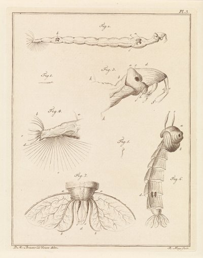 Larva de mosquito emplumada de Robbert Muys