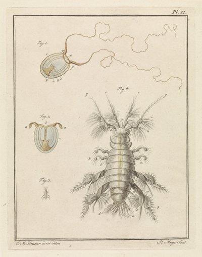 Medusas de pólipo y un cangrejo de escamas de arena de Robbert Muys